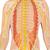 Human Nervous System Model, 1/2 Life-Size, 1000231 [C30], Nervous System Models (Small)