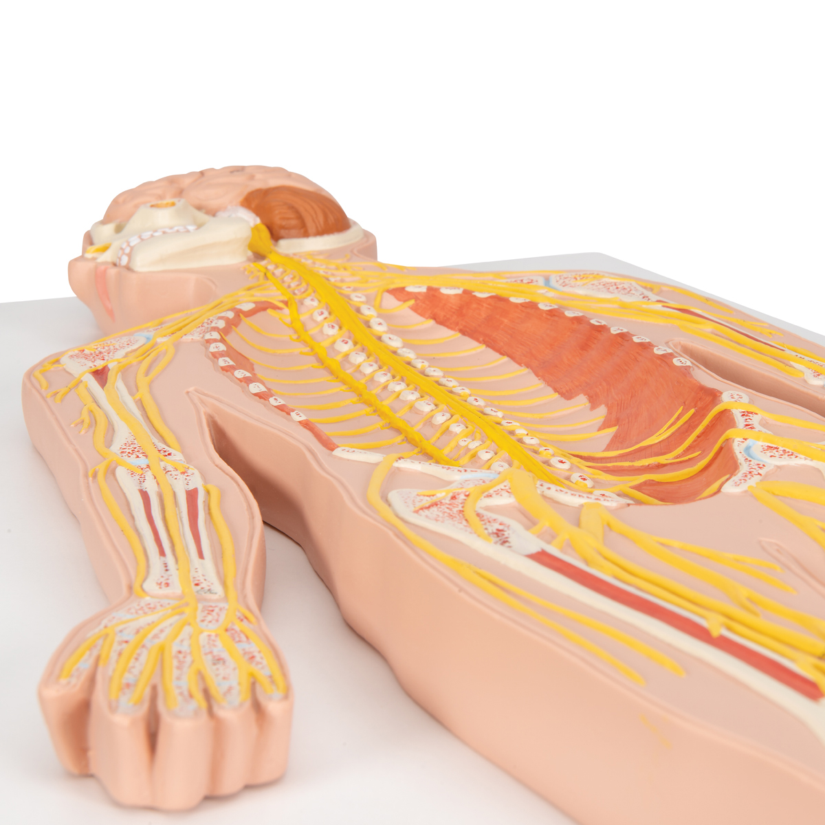 https://www.3bscientific.com/thumblibrary/C30/C30_06_1200_1200_Human-Nervous-System-Model-12-Life-Size-3B-Smart-Anatomy.jpg