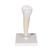 Lower Single-Root Pre-Molar Human Tooth Model, 1000242 [D10/3], Dental Models (Small)