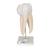 Upper Triple-Root Molar Human Tooth Model, 3 part, 1017580 [D10/5], Dental Models (Small)