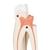 Upper Triple-Root Molar Human Tooth Model, 3 part, 1017580 [D10/5], Dental Models (Small)