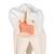 Upper Triple-Root Molar Human Tooth Model, 3 part, 1017580 [D10/5], Dental Models (Small)