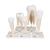 Human Tooth Models Set "Classic Series", 5 Models, 1017588 [D10], Dental Models (Small)