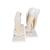 Human Tooth Models Set "Classic Series", 5 Models, 1017588 [D10], Dental Models (Small)