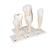 Human Tooth Models Set "Classic Series", 5 Models, 1017588 [D10], Dental Models (Small)