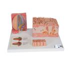 3B MICROanatomie Modell Zunge, 1000247 [D17], Zahnmodelle