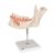 Half Lower Human Jaw Model, 3 times Full-Size, 6 part, 1000249 [D25], Dental Models (Small)