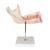 Half Lower Human Jaw Model, 3 times Full-Size, 6 part, 1000249 [D25], Dental Models (Small)