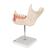 Half Lower Human Jaw Model, 3 times Full-Size, 6 part, 1000249 [D25], Dental Models (Small)