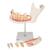 Half Lower Human Jaw Model, 3 times Full-Size, 6 part, 1000249 [D25], Dental Models (Small)