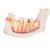 Half Lower Human Jaw Model, 3 times Full-Size, 6 part, 1000249 [D25], Dental Models (Small)