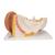 Human Ear Model, 3 times Life-Size, 4 part, 1000250 [E10], Ear Models (Small)