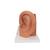 귀 모형 3배 확대 4 파트 분리 Ear Model, 3 times life size, 4 part, 1000250 [E10], 귀 모형 (Small)