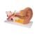 Human Ear Model, 3 times Life-Size, 4 part, 1000250 [E10], Ear Models (Small)