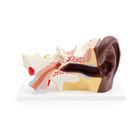 Human Ear Model, 3 times Life-Size, 4 part, dark skin - 3B Smart Anatomy, 1024379 [E10D], Ear Models