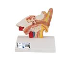 탁상용 귀 모형 1.5배 확대 Ear Model for desktop, 1.5 times life size, 1000252 [E12], 귀 모형