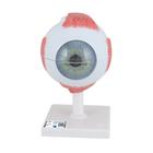 Human Eye Model, 5 times Full-Size, 6 part, 1000255 [F10], Eye Models