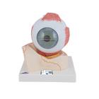 Human Eye Model, 5 times Full-Size, 7 part, 1000256 [F11], Eye Models