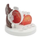 Pathological Human Eye Model, dark skin - 3B Smart Anatomy, 1024392 [F17D], Anatomical Models