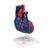 Life-Size Human Heart Model, 5 parts, 1010007 [G01/1], Human Heart Models (Small)