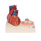 심장모형 Life-Size Human Heart Model, 5 parts with Representation of Systole, 1010006 [G01], 심장 및 순환기 모형