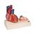 Life-Size Human Heart Model, 5 parts with Representation of Systole, 1010006 [G01], Human Heart Models (Small)