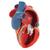 심장모형 Life-Size Human Heart Model, 5 parts with Representation of Systole, 1010006 [G01], 심장 및 순환기 모형 (Small)