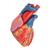 Life-Size Human Heart Model, 5 parts with Representation of Systole, 1010006 [G01], Human Heart Models (Small)