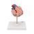 Classic Human Heart Model with Left Ventricular Hypertrophy (LVH), 2 part, 1000261 [G04], Human Heart Models (Small)