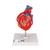 Cuore, modello classico, con bypass, in 2 parti, 1017837 [G05], Strumenti didattici cardiaci e di cardiofitness (Small)