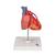 Cuore, modello classico, con bypass, in 2 parti, 1017837 [G05], Strumenti didattici cardiaci e di cardiofitness (Small)