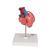 Classic Human Heart Model with Bypass, 2 part, 1017837 [G05], Human Heart Models (Small)