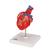 Cuore, modello classico, con bypass, in 2 parti, 1017837 [G05], Strumenti didattici cardiaci e di cardiofitness (Small)