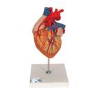 Human Heart Model with Bypass, 2 times Life-Size, 4 part, 1000263 [G06], Human Heart Models