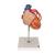 Human Heart Model with Bypass, 2 times Life-Size, 4 part, 1000263 [G06], Human Heart Models (Small)