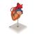 Cuore con bypass, ingrandito 2 volte, in 4 parti, 1000263 [G06], Modelli di Cuore e Apparato Circolatorio (Small)