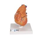 Classic Human Heart Model with Thymus, 3 part, 1000265 [G08/1], Human Heart Models