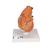 흉선이 있는 심장 모형 Classic Heart with Thymus, 3 part, 1000265 [G08/1], 심장 및 순환기 모형 (Small)