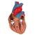 흉선이 있는 심장 모형 Classic Heart with Thymus, 3 part, 1000265 [G08/1], 심장 및 순환기 모형 (Small)