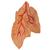 Classic Human Heart Model with Thymus, 3 part, 1000265 [G08/1], Human Heart Models (Small)