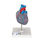 자극 전도 시스템이 있는 심장모형, 2-파트 Classic Human Heart Model with Conducting System, 2 part, 1019311 [G08/3], 심장 및 순환기 모형