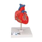 Classic Human Heart Model, 2 part, 1017800 [G08], Human Heart Models