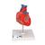 Cuore, modello classico, in 2 parti, 1017800 [G08], Strumenti didattici cardiaci e di cardiofitness (Small)