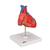 Classic Human Heart Model, 2 part, 1017800 [G08], Human Heart Models (Small)