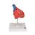 Classic Human Heart Model, 2 part, 1017800 [G08], Human Heart Models (Small)