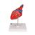 Cuore, modello classico, in 2 parti, 1017800 [G08], Strumenti didattici cardiaci e di cardiofitness (Small)