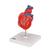 Classic Human Heart Model, 2 part, 1017800 [G08], Human Heart Models (Small)