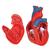 Cuore, modello classico, in 2 parti, 1017800 [G08], Strumenti didattici cardiaci e di cardiofitness (Small)