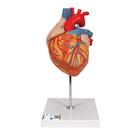 Human Heart Model, 2-times Life-Size, 4 part, 1000268 [G12], Heart Health and Fitness Education