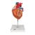 Human Heart Model, 2-times Life-Size, 4 part, 1000268 [G12], Heart Health and Fitness Education (Small)